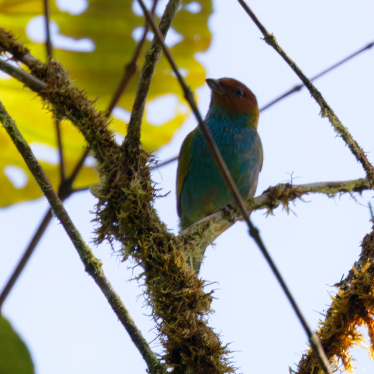 Bay-headed Tanager (Bay-and-blue) - ML615502464