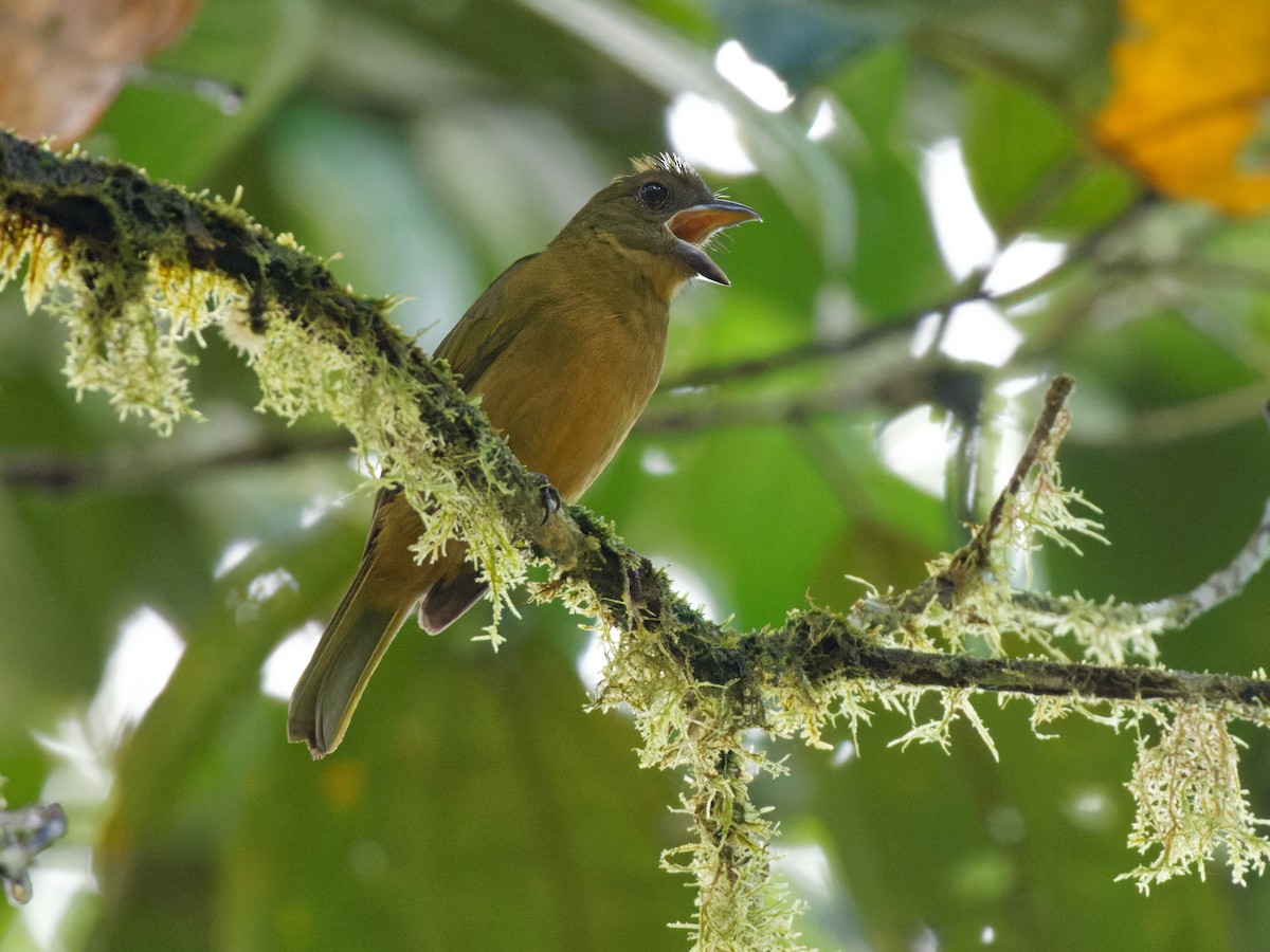 Ochre-breasted Tanager - ML615502468