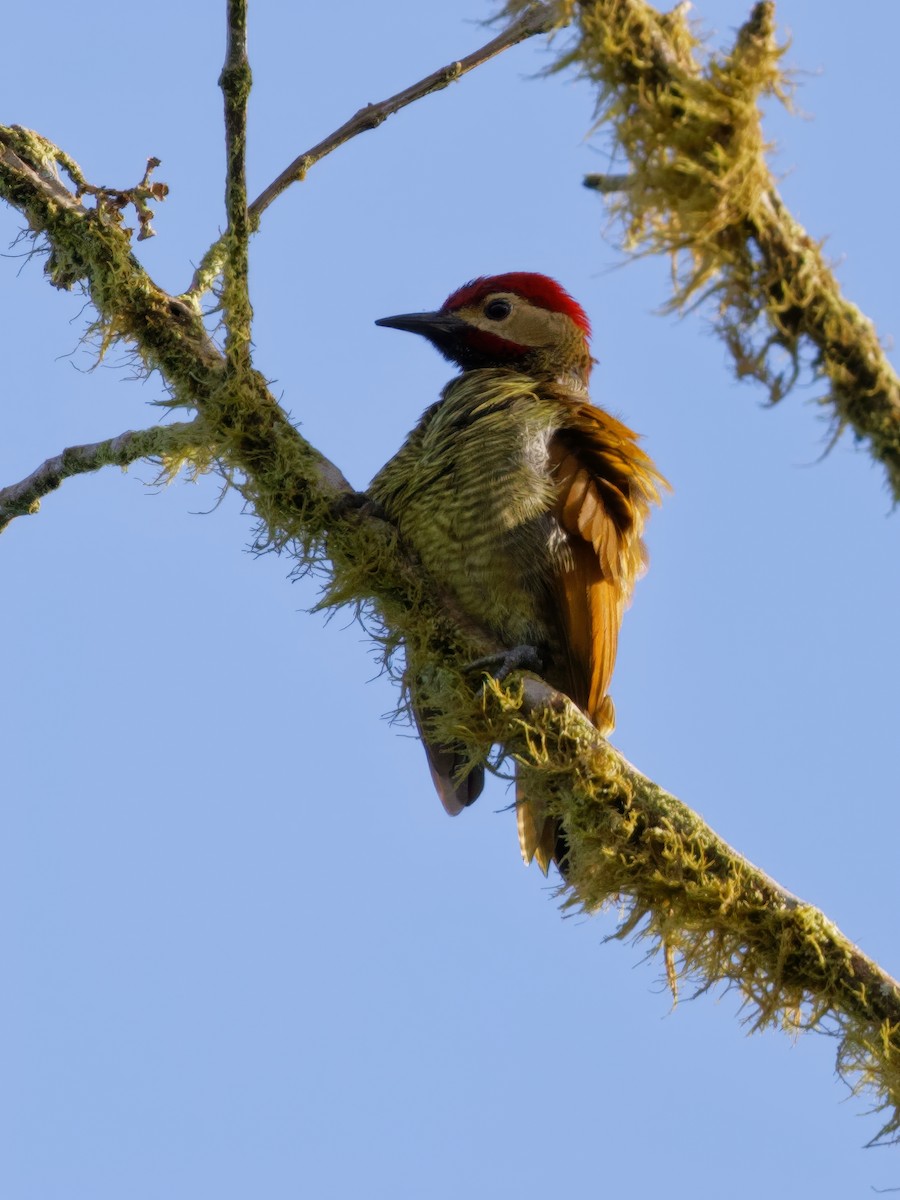 Golden-olive Woodpecker (rubripileus) - ML615502533