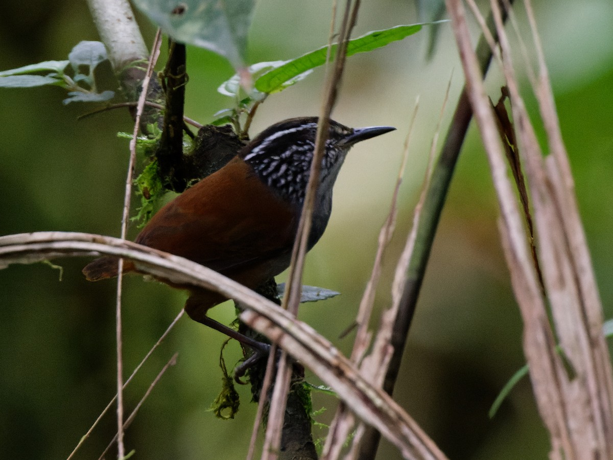 Gray-breasted Wood-Wren (Andean) - ML615502549