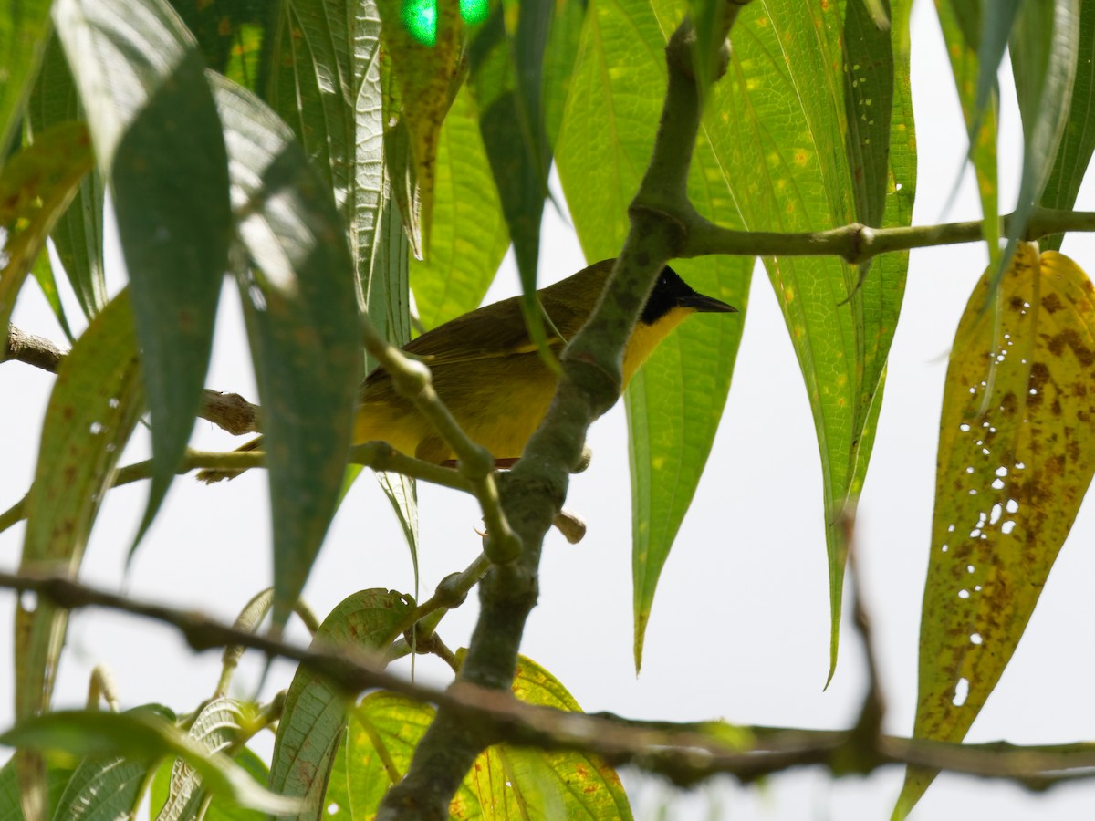 Olive-crowned Yellowthroat (Olive-crowned) - ML615502582