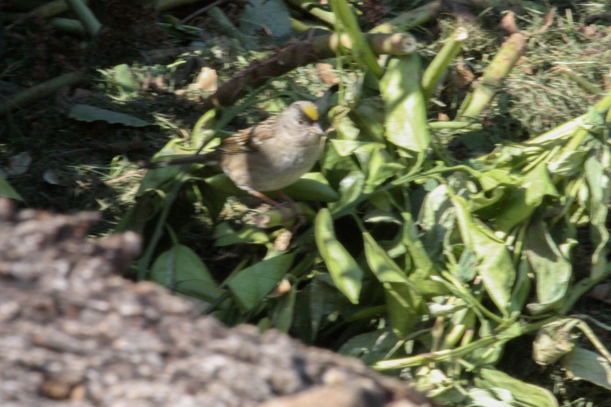 Golden-crowned Sparrow - ML615502678