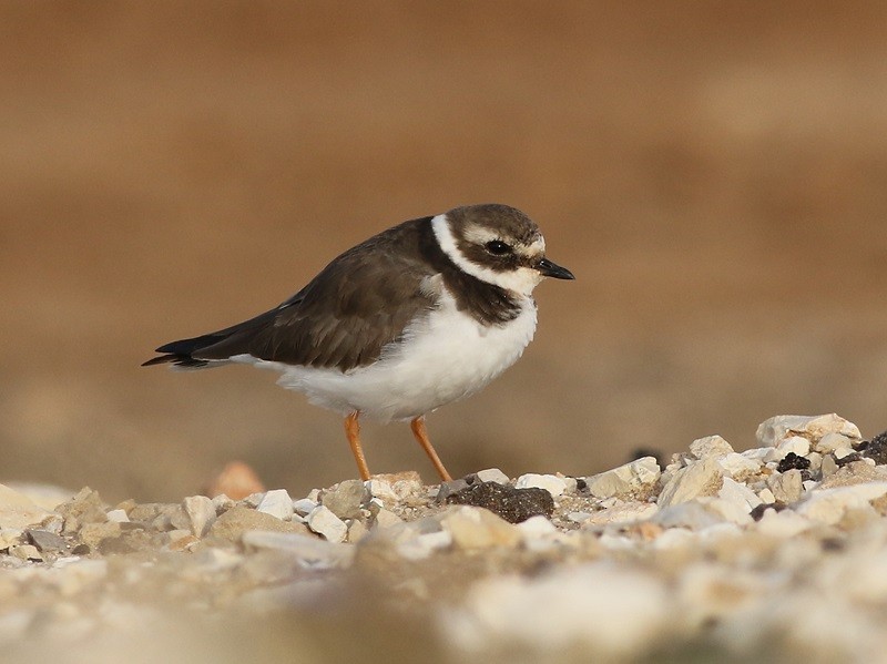 Common Ringed Plover - ML615502927