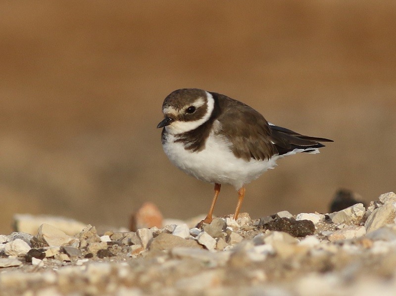 Common Ringed Plover - ML615502931