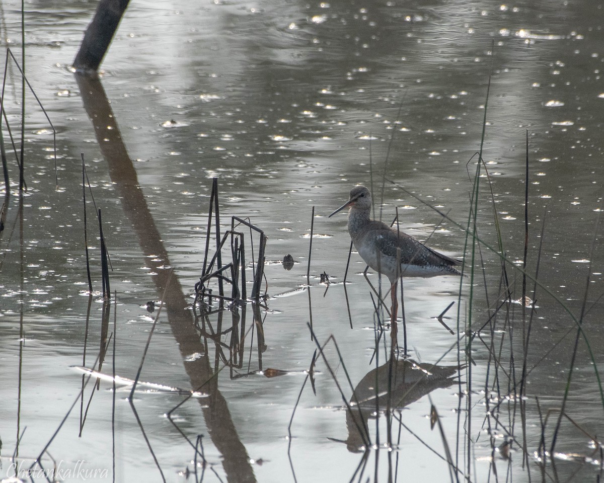 Spotted Redshank - ML615502936