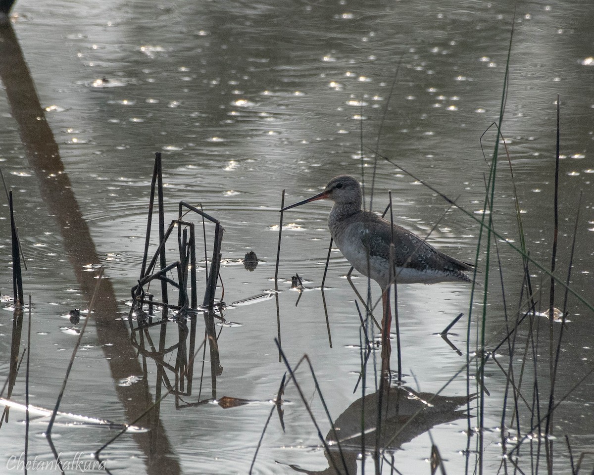 Spotted Redshank - ML615502937
