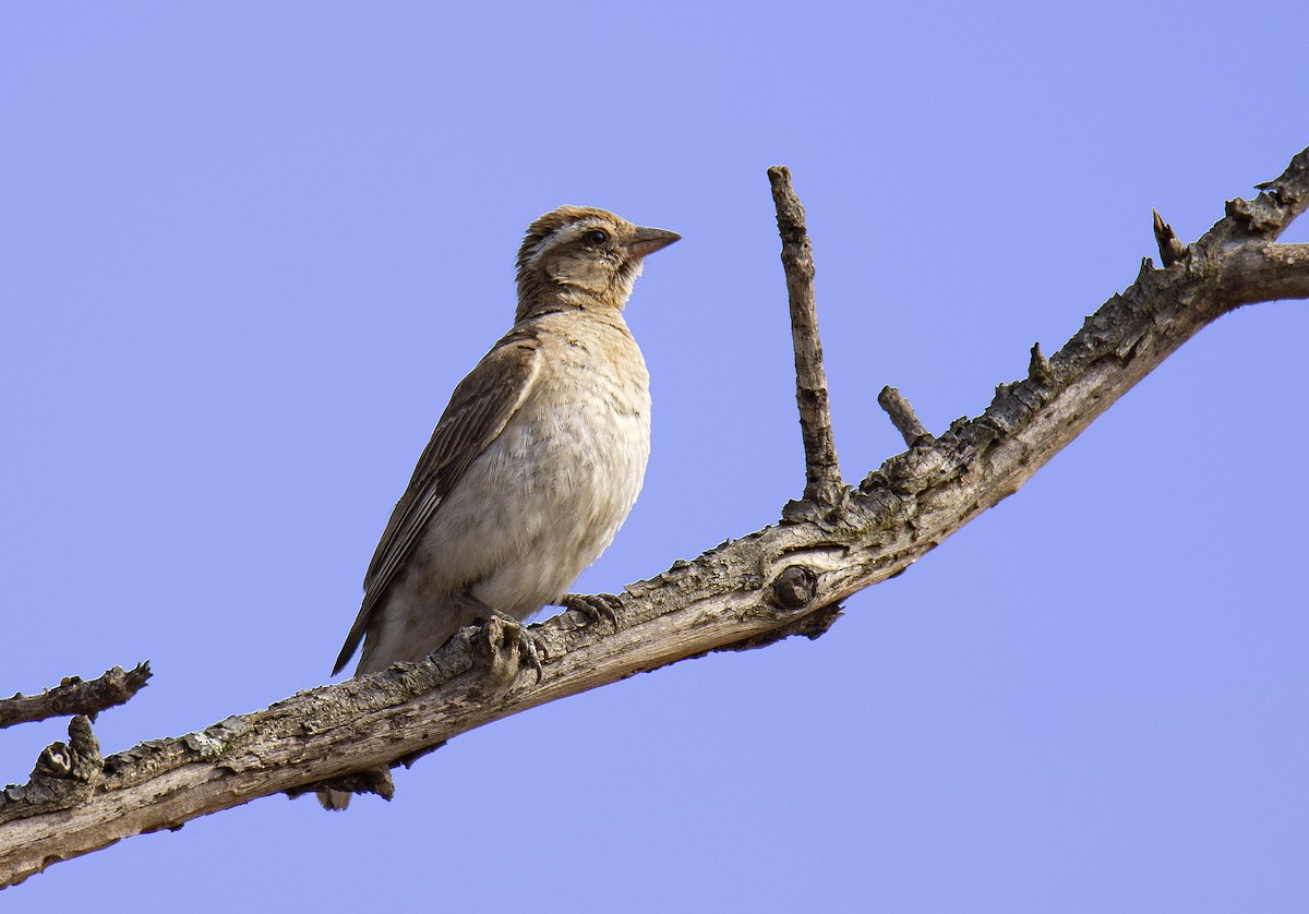 Yellow-throated Bush Sparrow - ML615502958
