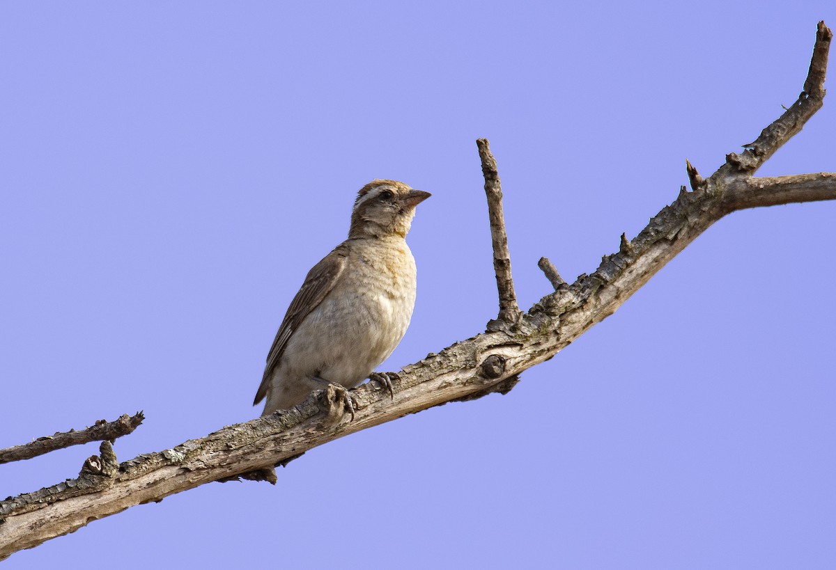 Yellow-throated Bush Sparrow - ML615502959
