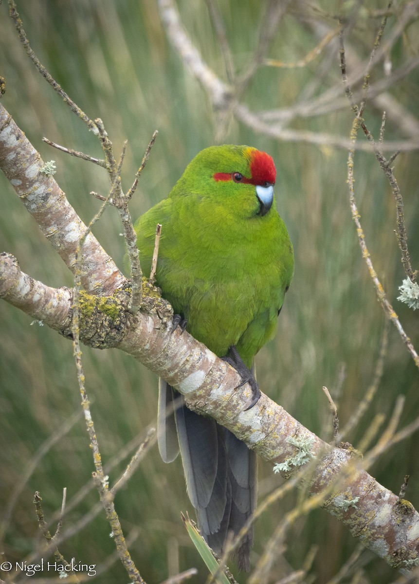 Red-crowned Parakeet - Nigel Hacking
