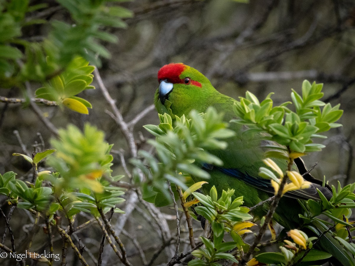 Red-crowned Parakeet - Nigel Hacking