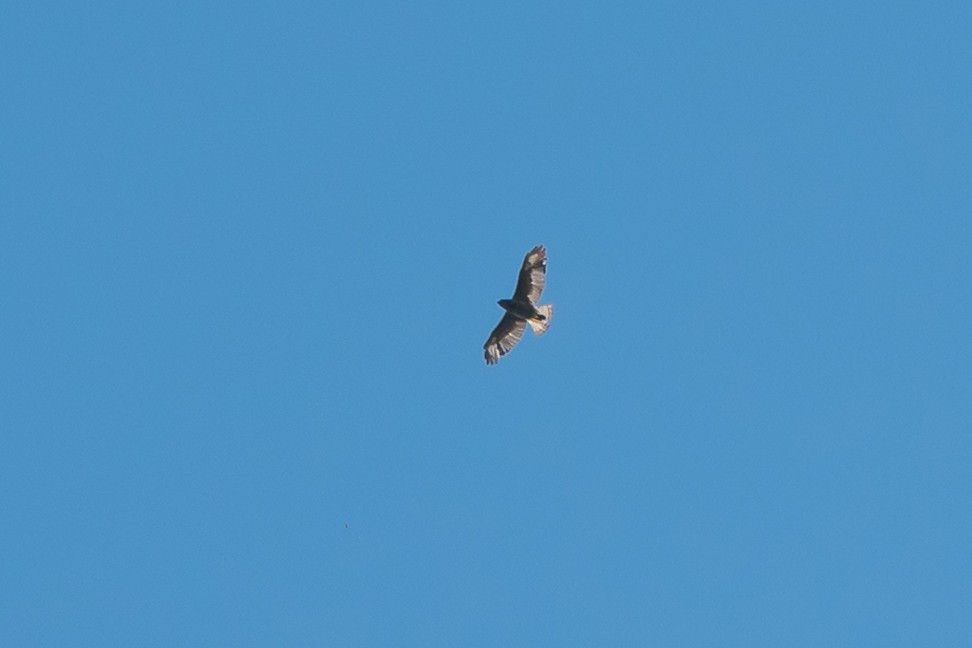 Broad-winged Hawk (Caribbean) - ML615503080