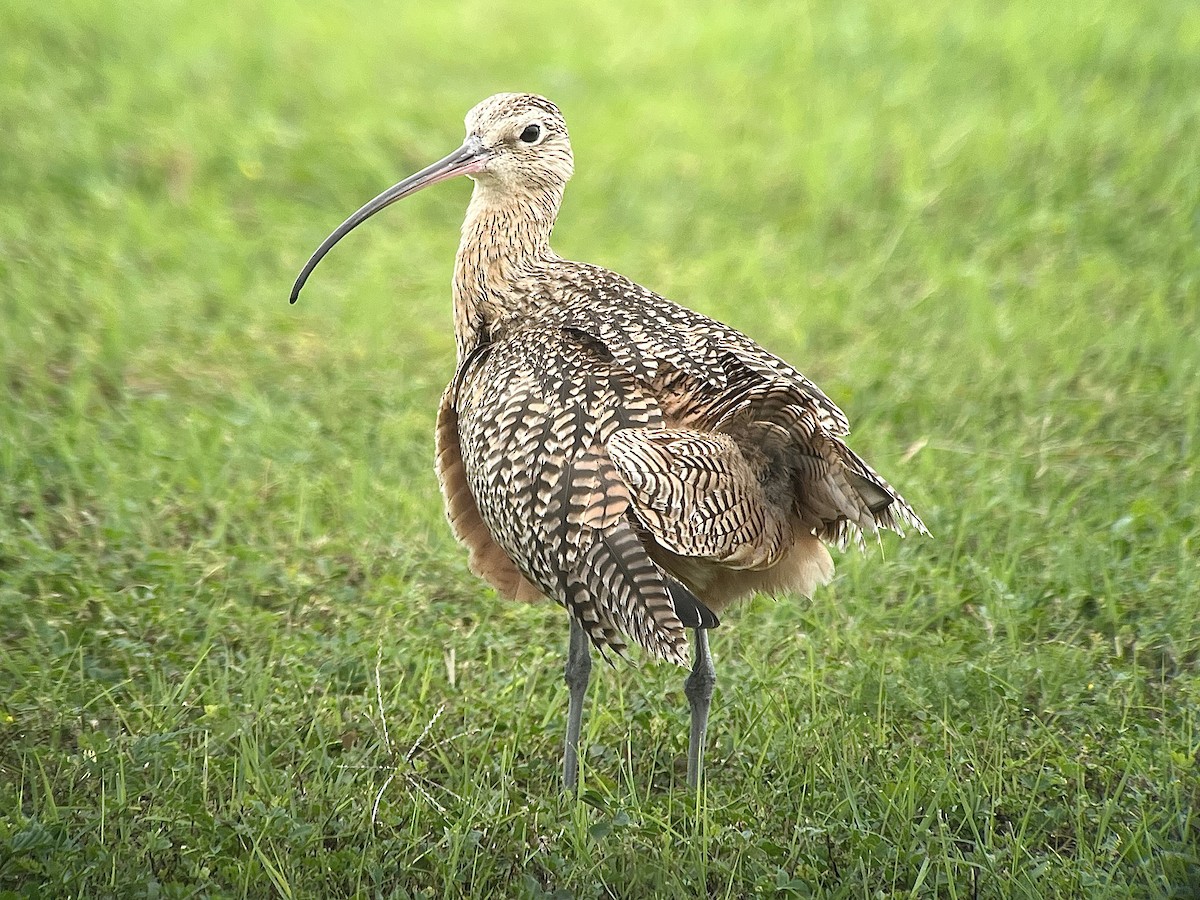 Long-billed Curlew - ML615503099