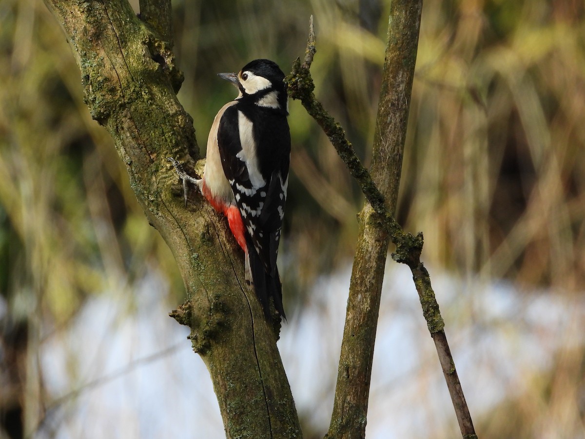 Great Spotted Woodpecker - ML615503142