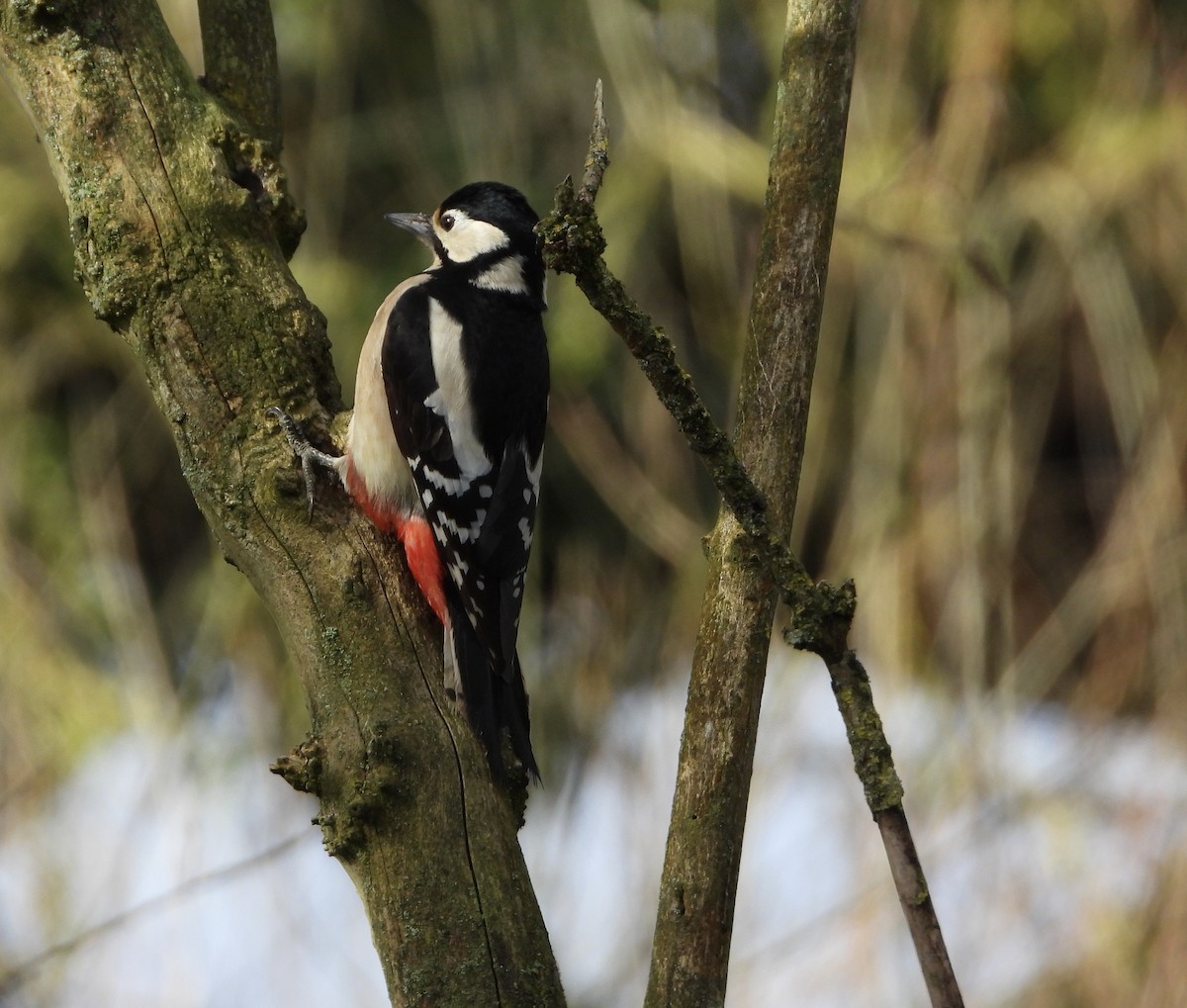 Great Spotted Woodpecker - ML615503143