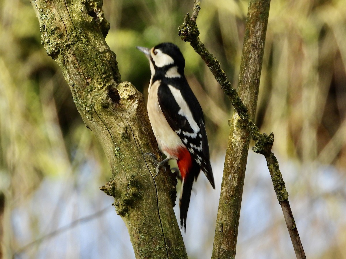 Great Spotted Woodpecker - ML615503144