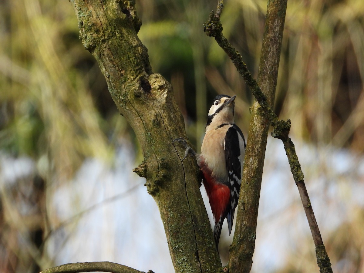 Great Spotted Woodpecker - ML615503145