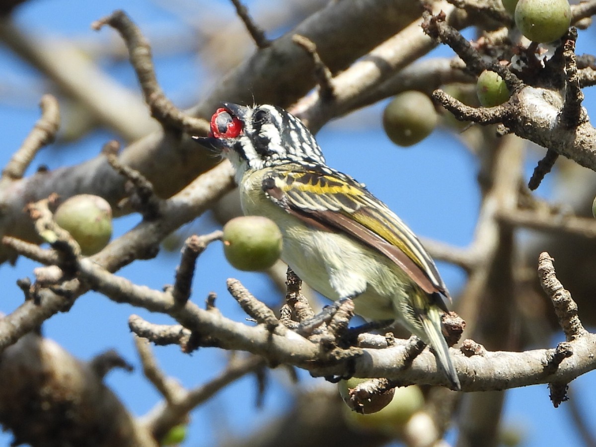 Red-fronted Tinkerbird - ML615503317