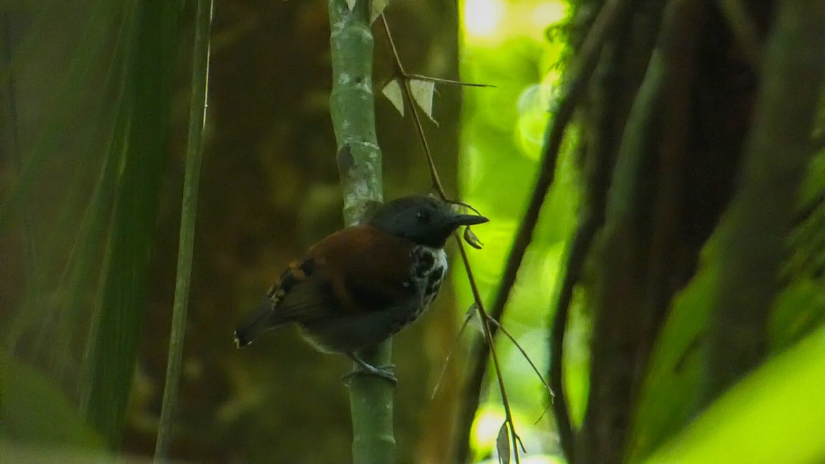 Spotted Antbird - ML615503333