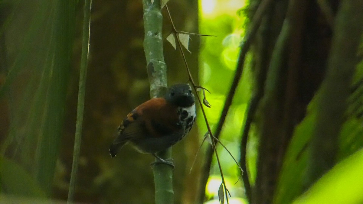 Spotted Antbird - ML615503334