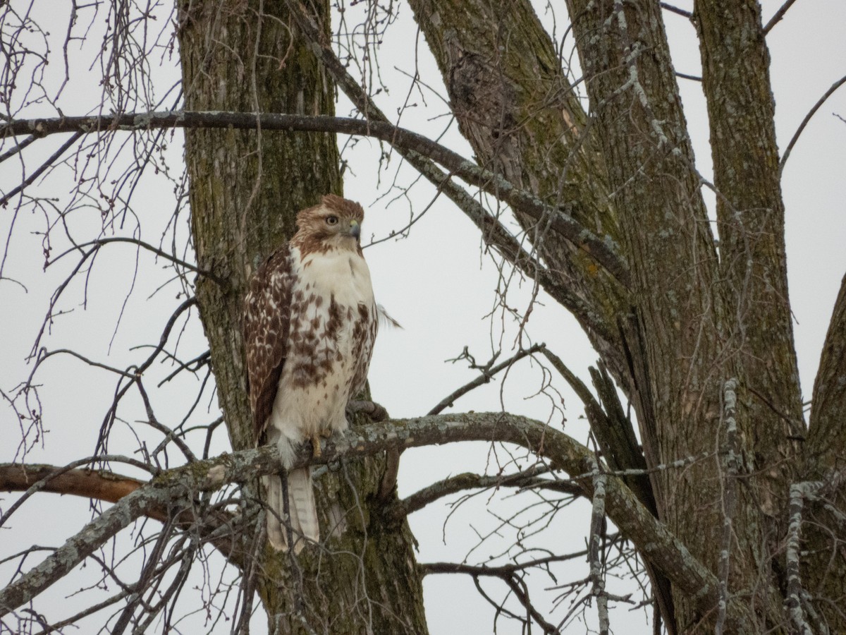 Red-tailed Hawk - ML615503455