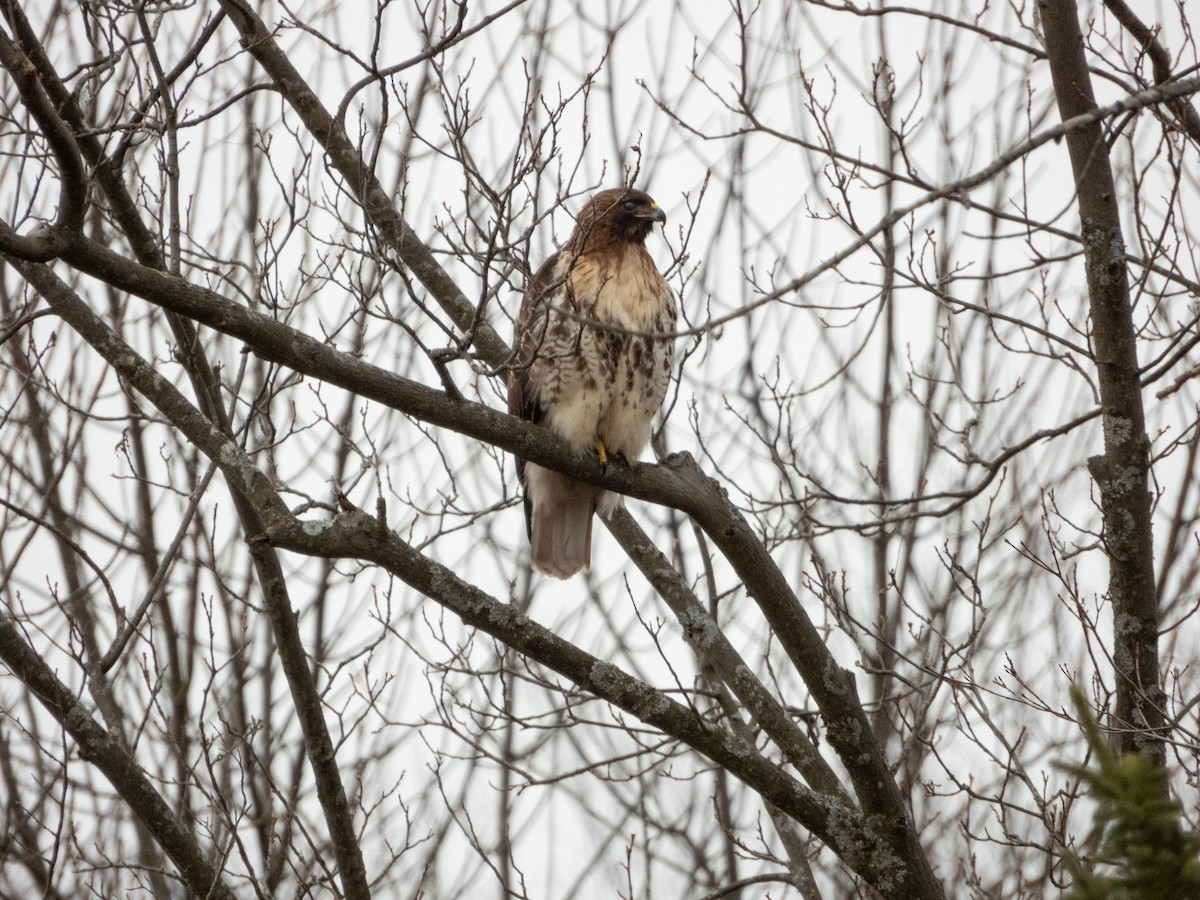 Red-tailed Hawk - ML615503509