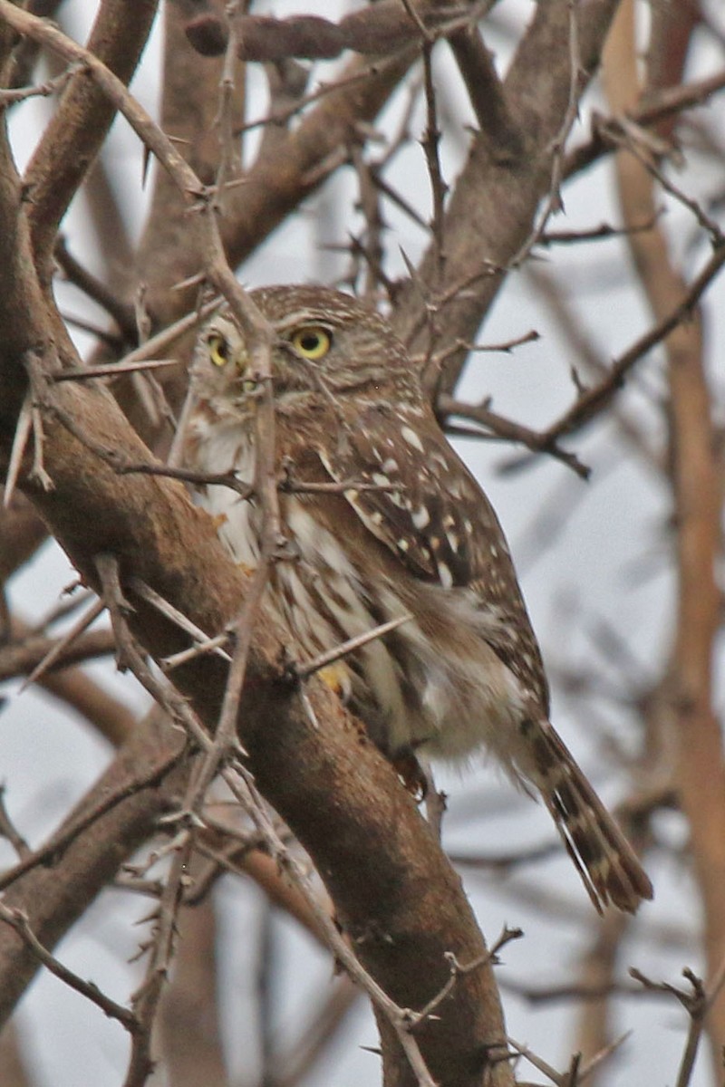 Peruvian Pygmy-Owl - ML615503545