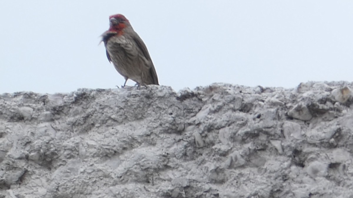 House Finch - Roberto  Garrigues