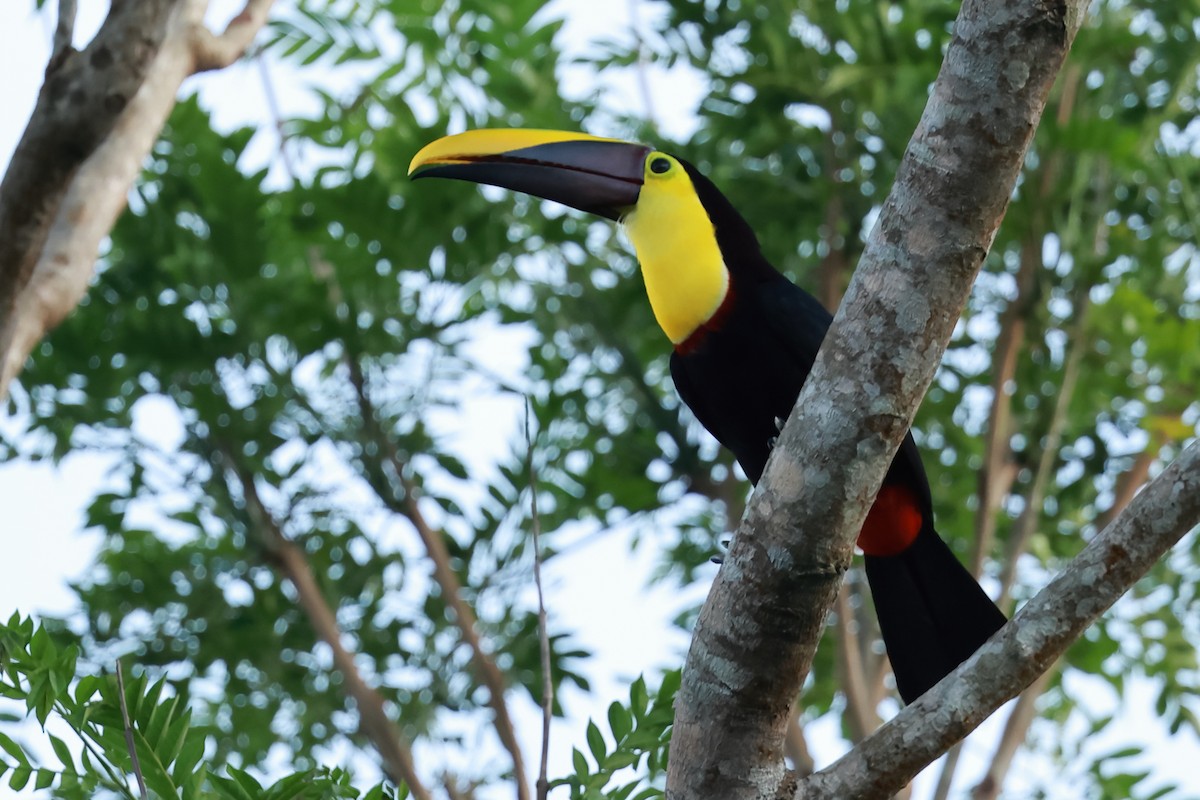 Yellow-throated Toucan (Chestnut-mandibled) - ML615503634
