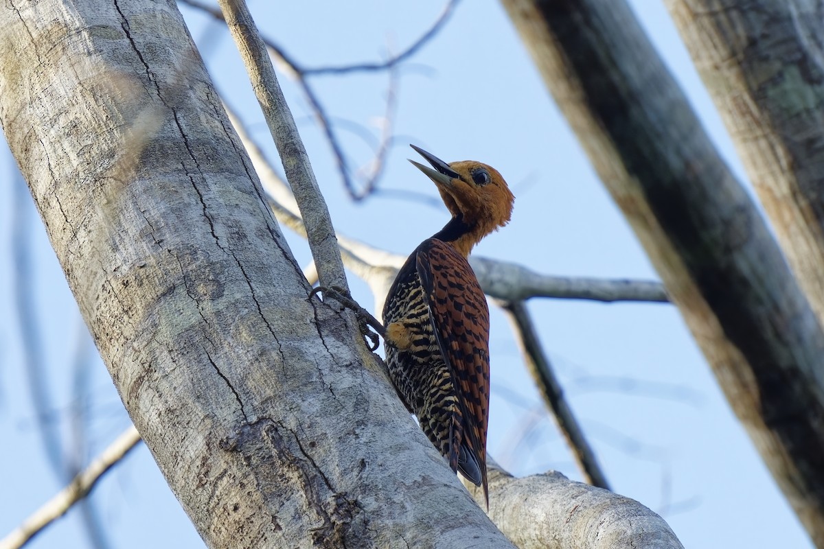Ringed Woodpecker (Amazonian Black-breasted) - ML615503730