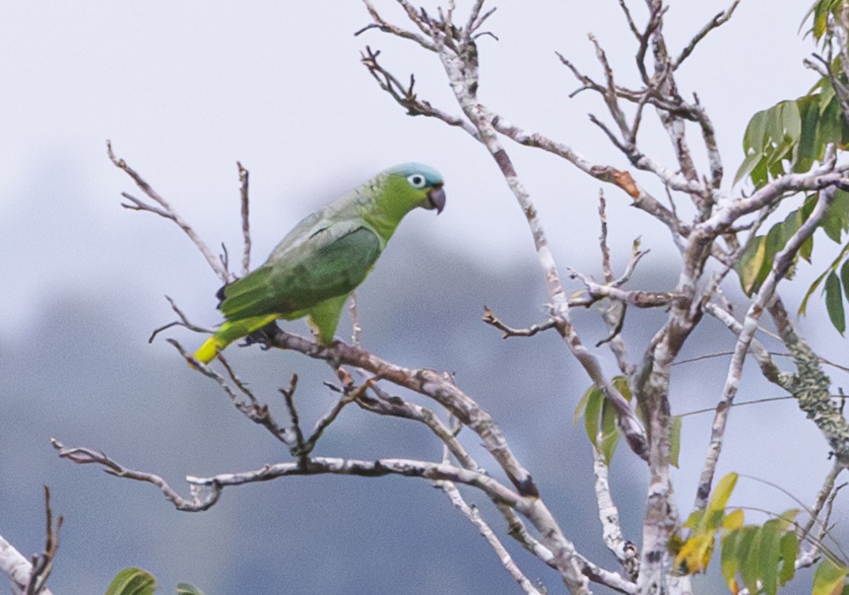 Mealy Parrot (Northern) - ML615504220