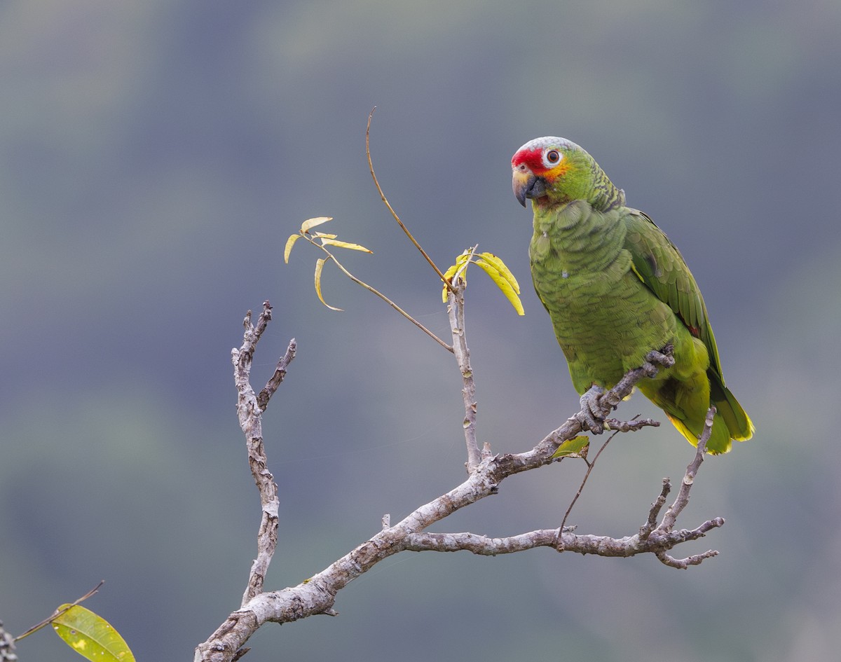 Red-lored Parrot (Red-lored) - ML615504230