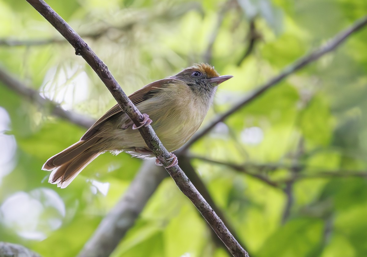 Tawny-crowned Greenlet - ML615504247