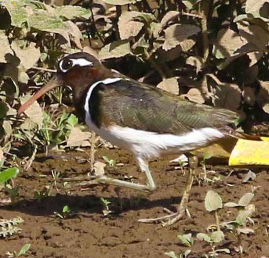 Greater Painted-Snipe - ML615504414