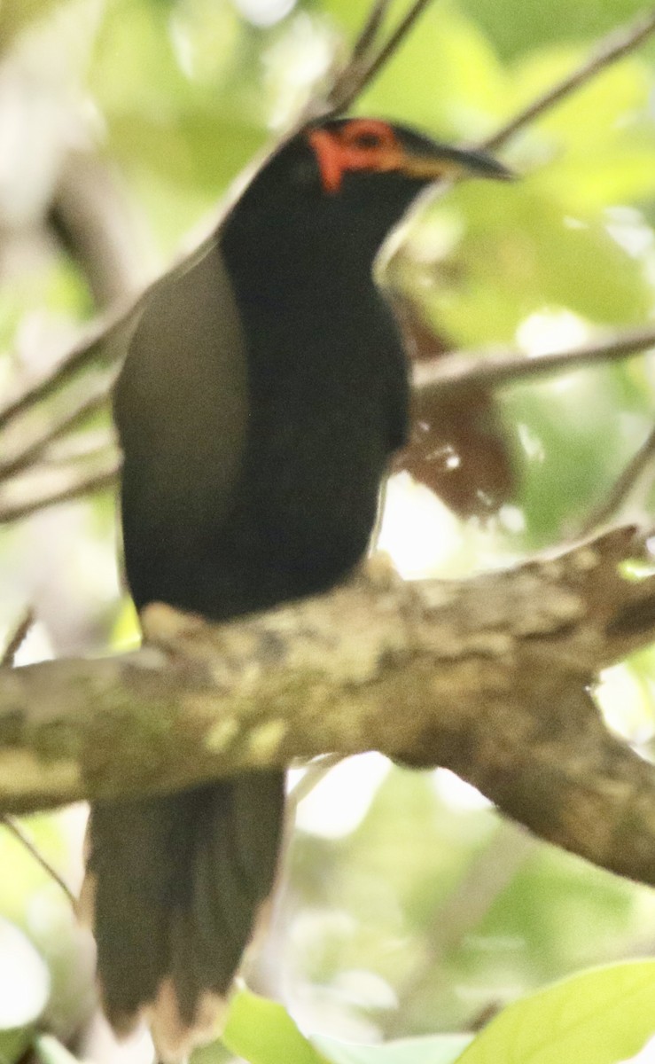 Crow Honeyeater - ML615504415