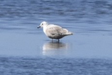 Glaucous-winged Gull - Too Fly