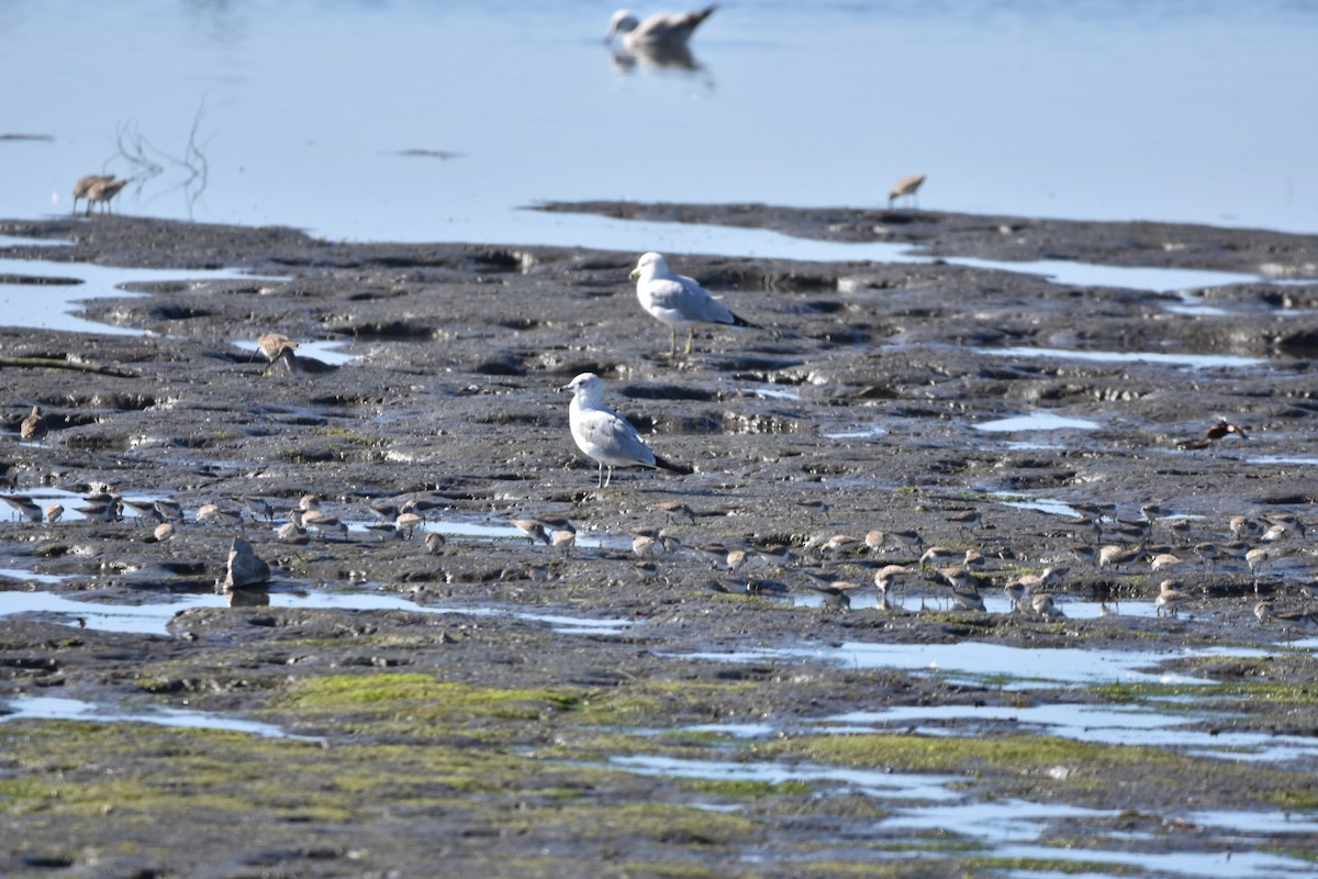 Ring-billed Gull - Too Fly