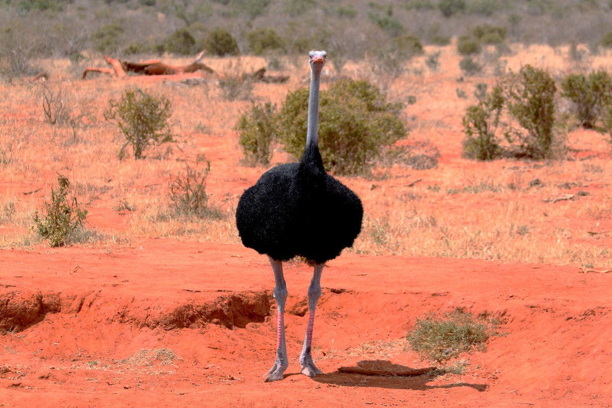 Somali Ostrich - ML615504551