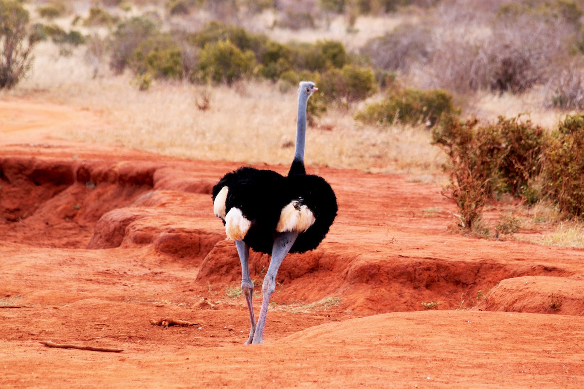 Somali Ostrich - ML615504552