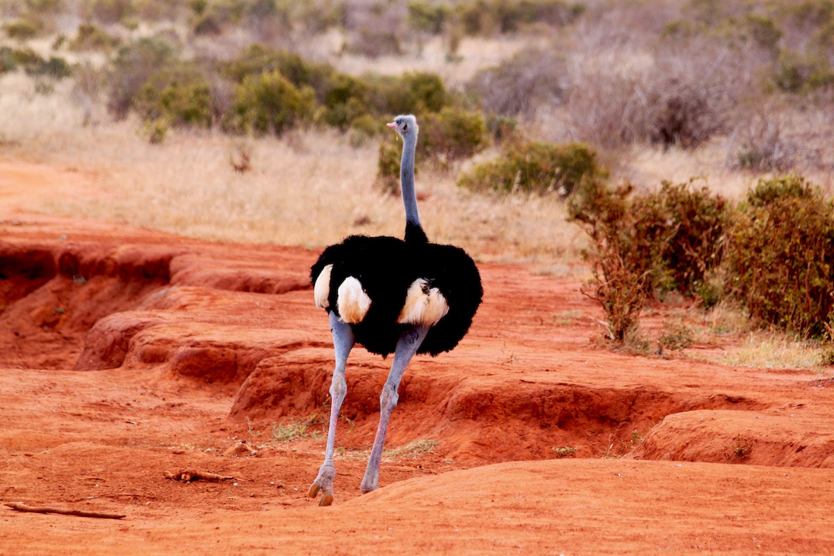 Somali Ostrich - Stanislaw Czyz
