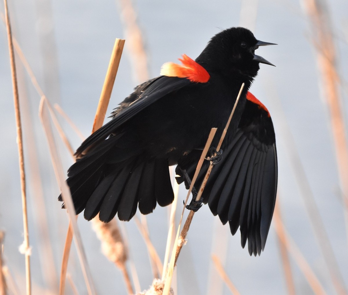 Red-winged Blackbird - ML615504785
