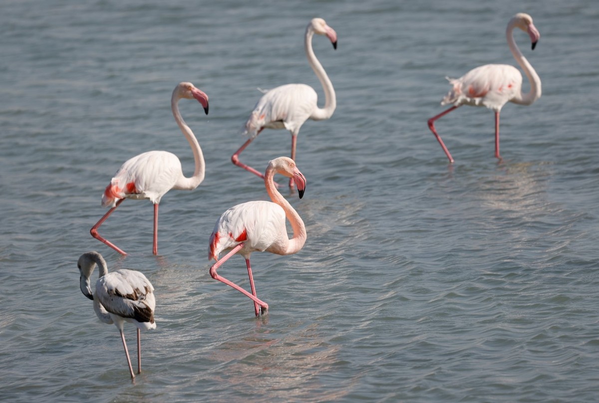 Greater Flamingo - ML615504811