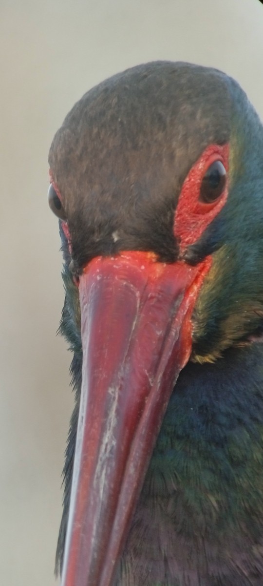 Black Stork - ML615504815