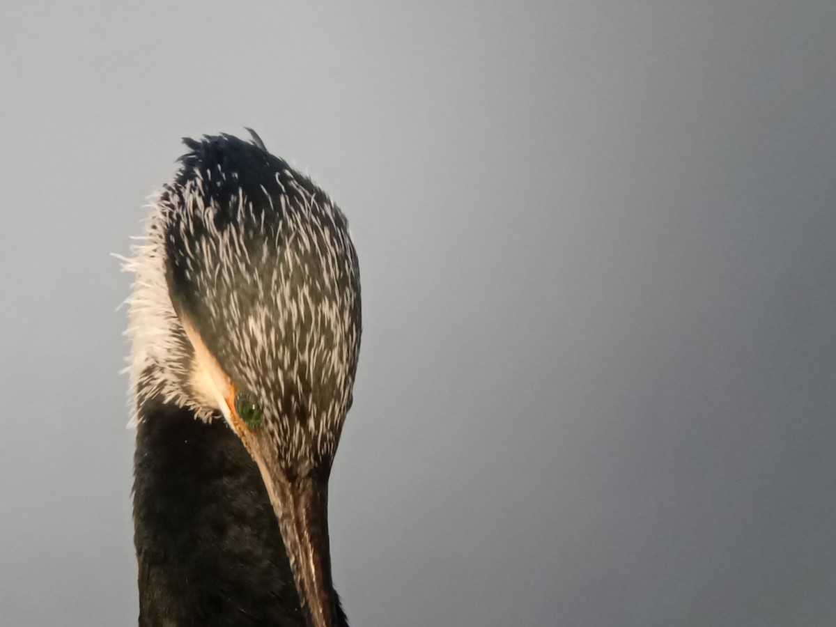Great Cormorant (Eurasian) - ML615504833
