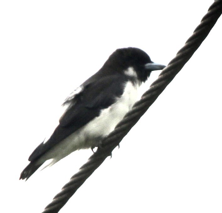 Fiji Woodswallow - ML615505224