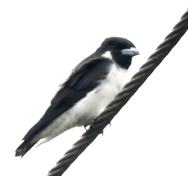 Fiji Woodswallow - ML615505226
