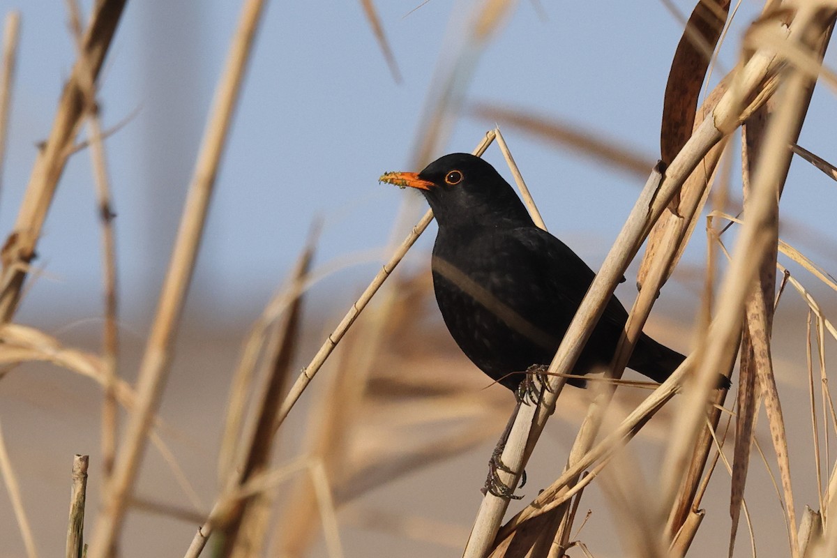 Eurasian Blackbird - Jose Leal