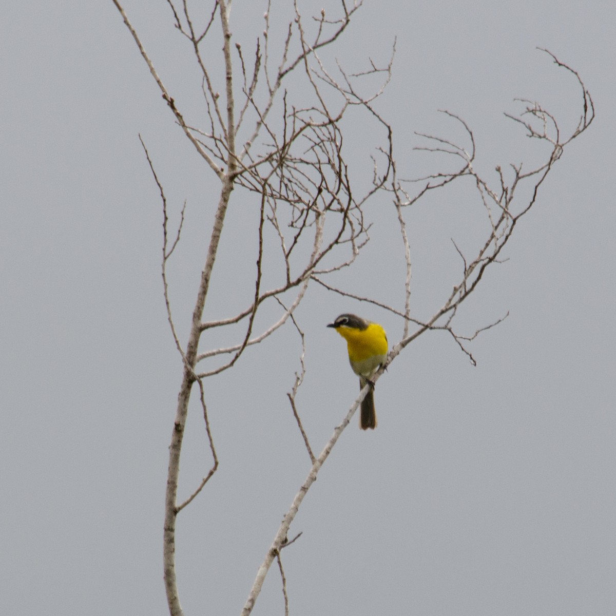 Yellow-breasted Chat - ML615505376