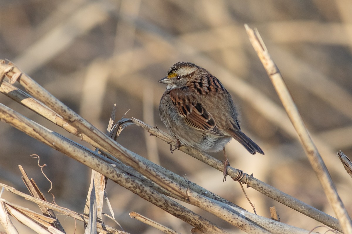 White-throated Sparrow - ML615505598
