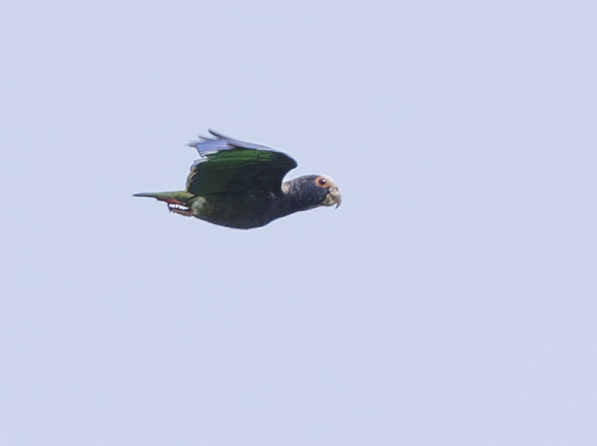 White-crowned Parrot - ML615505808
