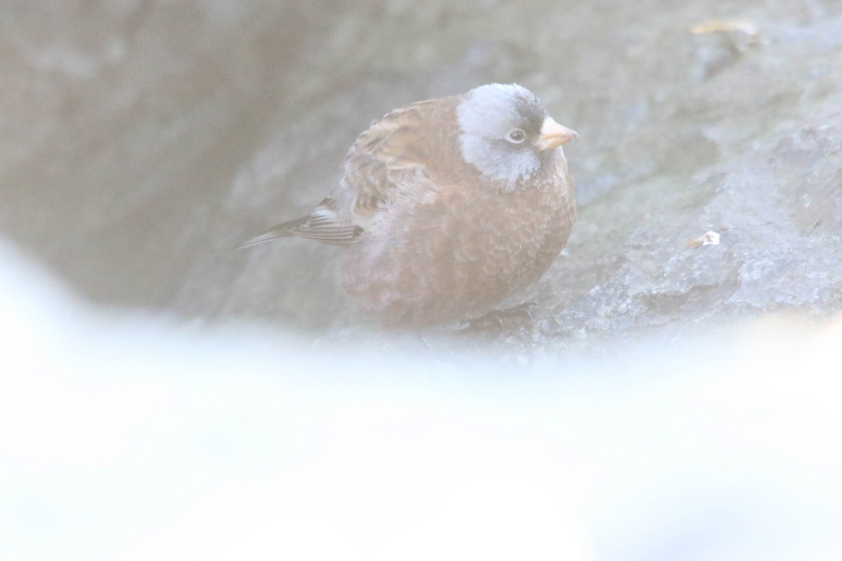 Gray-crowned Rosy-Finch - ML615505848